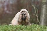 LHASSA APSO 259
